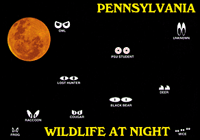 PENNSYLVANIA WILDLIFE AT NIGHT