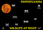 PENNSYLVANIA WILDLIFE AT NIGHT