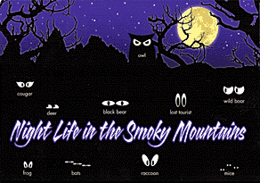 Night Life in the Smoky Mountains