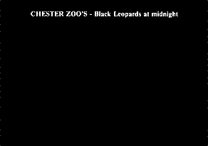 CHESTER ZOO's - Black Leopards at midnight