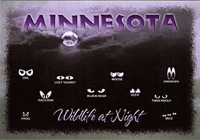 MINNESOTA Wildlife at Night