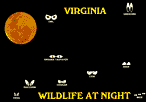 VIRGINIA WILDLIFE AT NIGHT