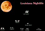 Louisiana Nightlife