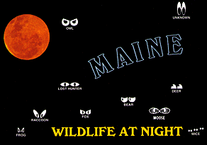 MAINE WILDLIFE AT NIGHT