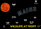 MAINE WILDLIFE AT NIGHT