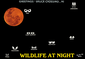 GREETINGS - BRUCE CROSSING , MI WILDLIFE AT NIGHT