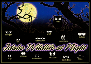 Idaho Wildlife at Night