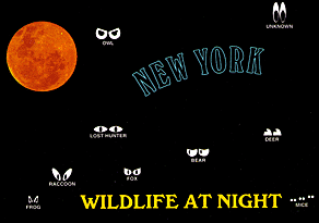 NEW YORK WILDLIFE AT NIGHT