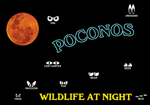 POCONOS WILDLIFE AT NIGHT