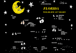 FLORIDA WILDLIFE AT NIGHT