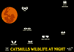 CATSKILLS WILDLIFE AT NIGHT