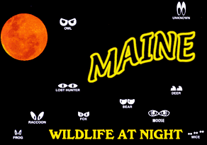 MAINE WILDLIFE AT NIGHT